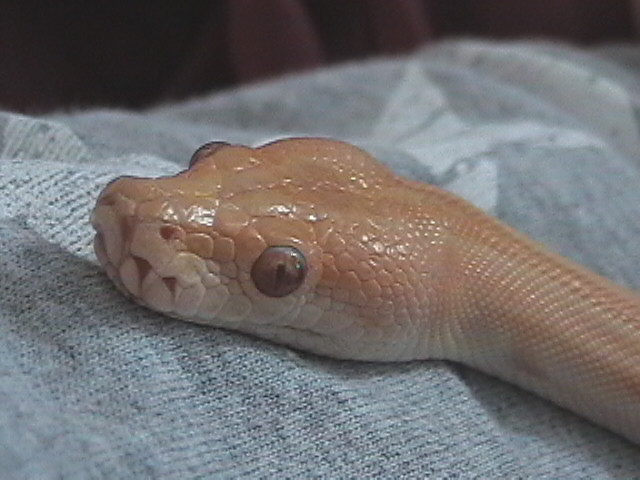 Close-up of Hendrix