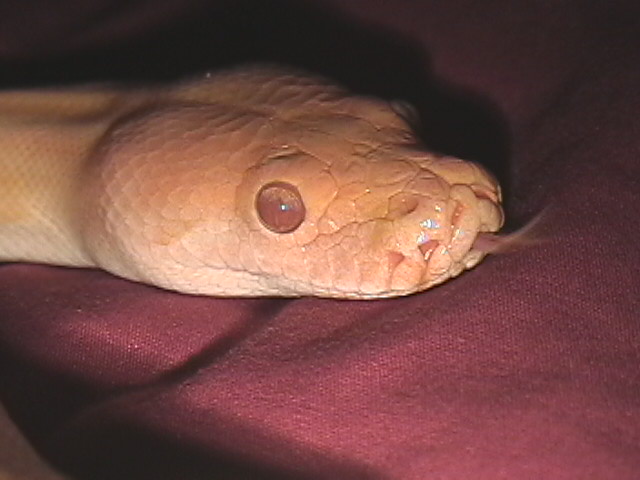 Tongue shot of Hendrix