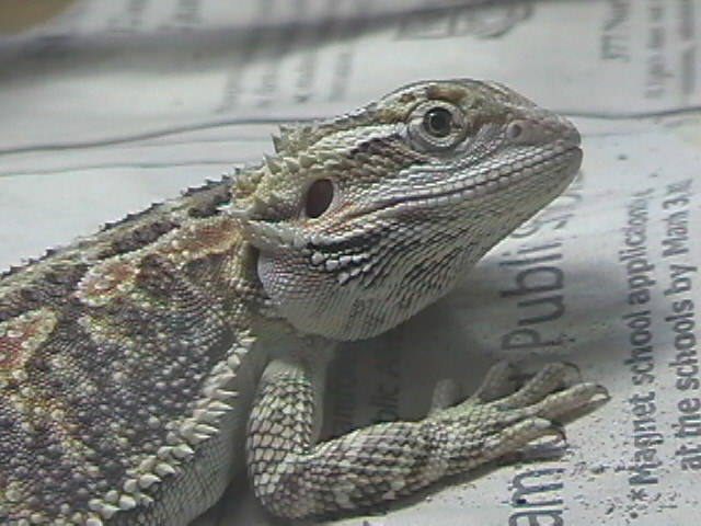 My lil Stevie