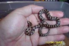 King Snake