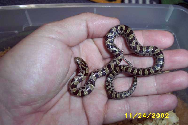 King Snake