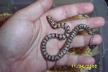 King snake