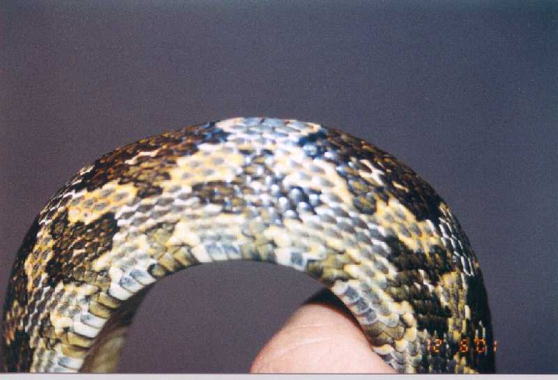 Texas ratsnake