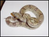 Female Ghost Boa