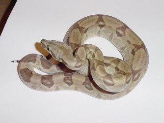 Female Ghost Boa