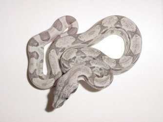 Male Ghost 01'