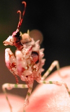 My brand new Pseudocreobotra Wahlbergii