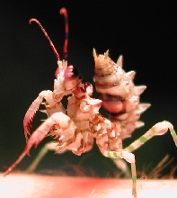 My brand new Pseudocreobotra Wahlbergii