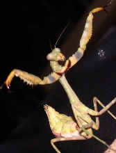 unknown mantid