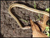 Eastern Ribbon Full Body