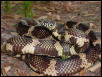 ANF King Snake
