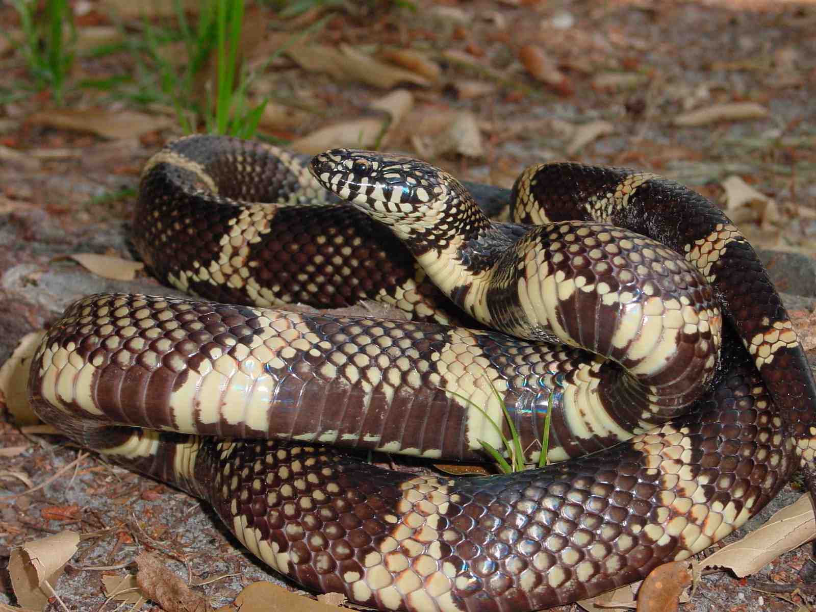 ANF King Snake