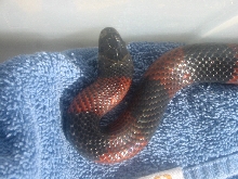 Unknown snake 1