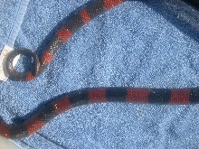 Unknown snake 1
