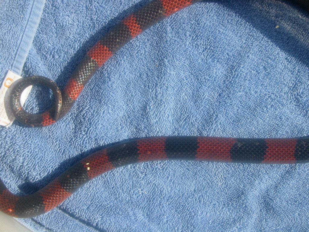 Unknown snake 1