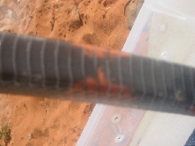 Unknown snake 1