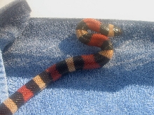 Unknown snake 2
