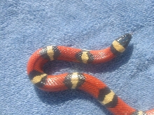 Unknown snake 3
