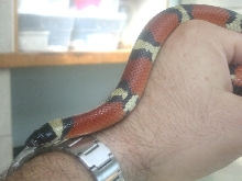 Unknown snake 3