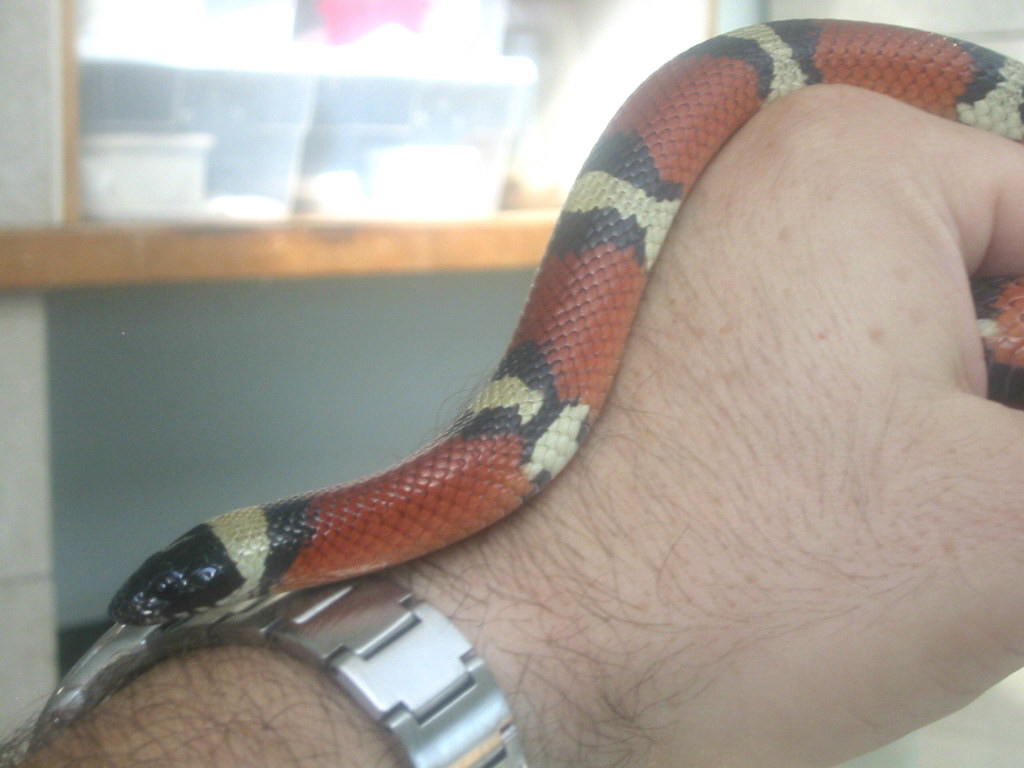 Unknown snake 3