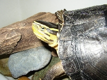 My Malayan Boxie