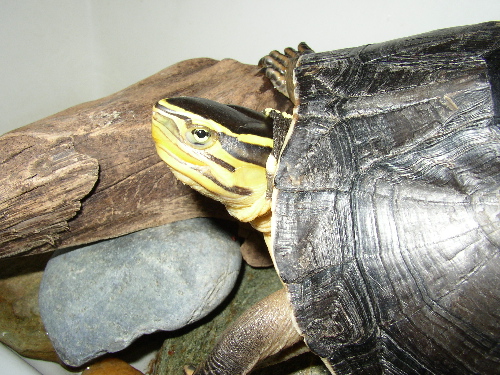 My Malayan Boxie