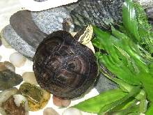 charlene