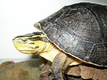 Smiley Malayan