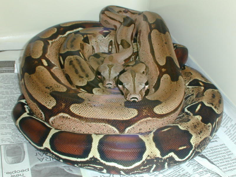 Pair of Surinams