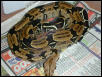 Male Surinam