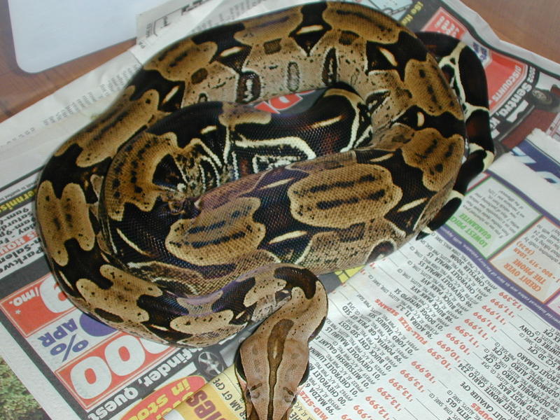 Male Surinam