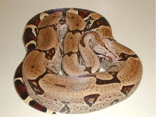 Aberrant Surinam