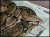 $175 shipped....CB female Surinam