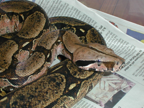 $175 shipped....CB female Surinam