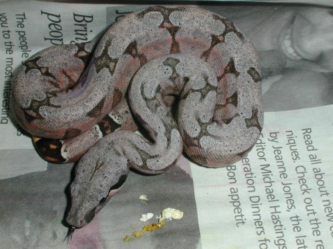 Silverback