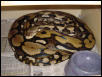 20FT TIGER FEMALE