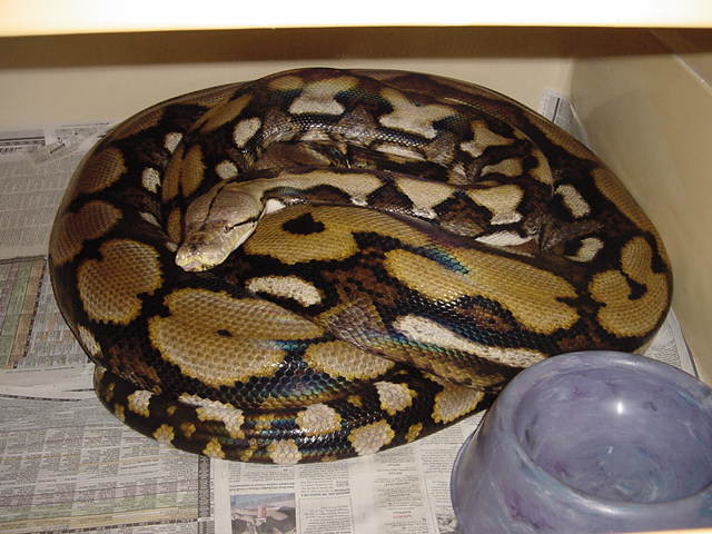 20FT TIGER FEMALE