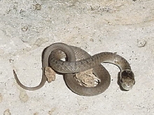 Baby Dekays snake