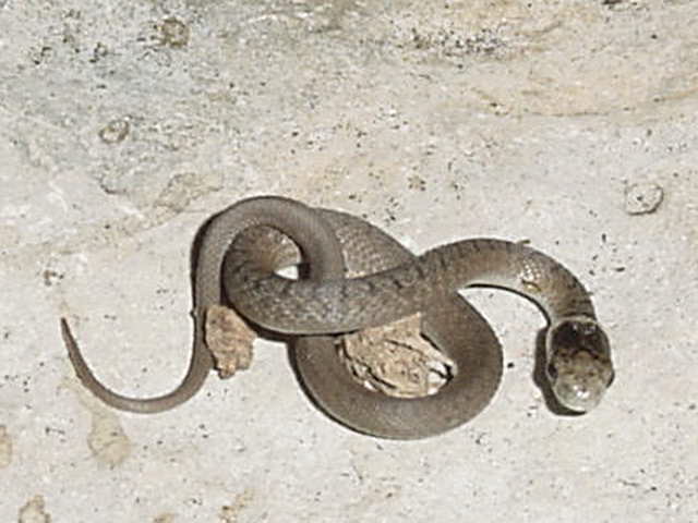 Baby Dekays snake