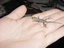 BabyE.FenceLizard2