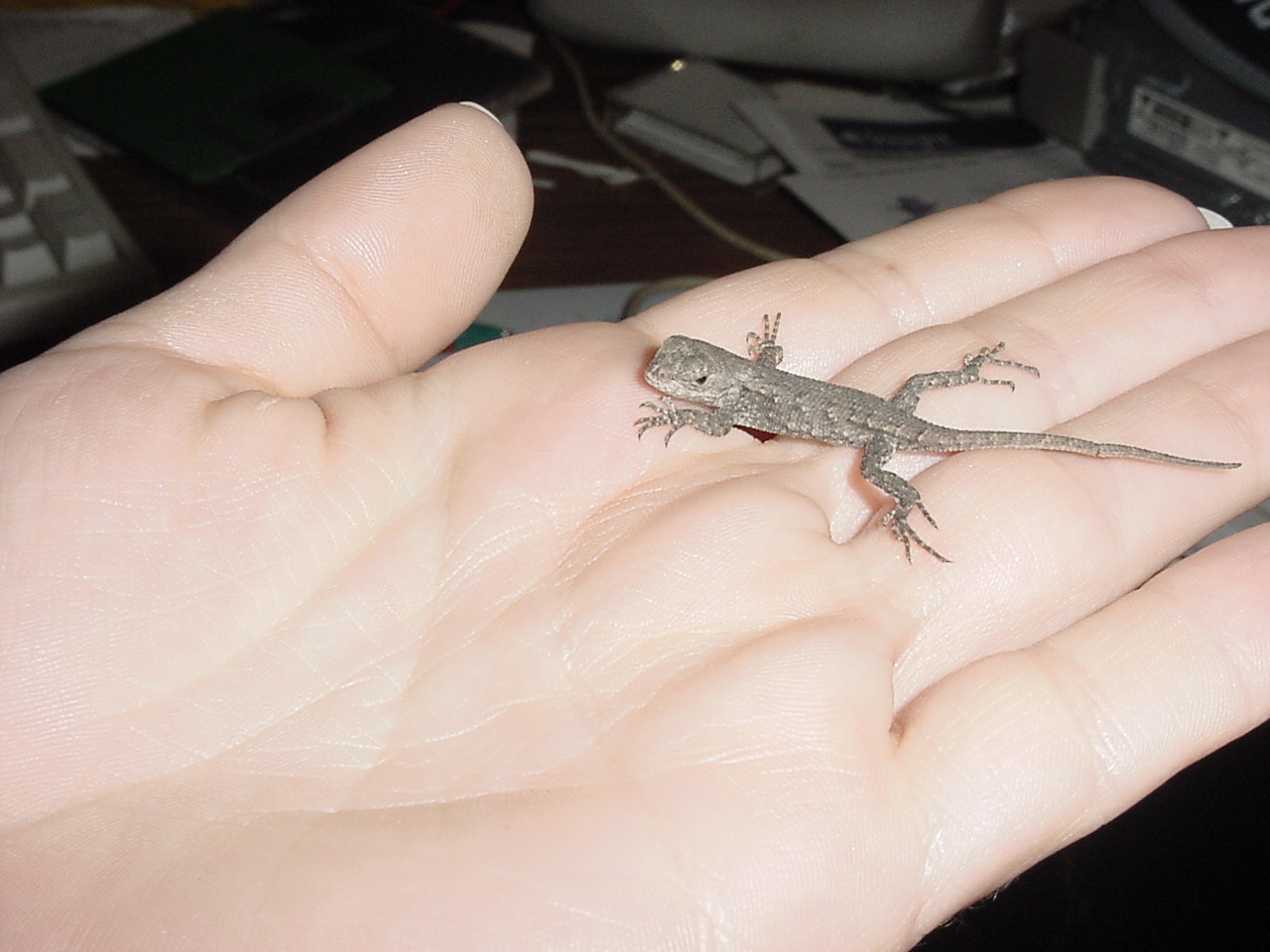 BabyE.FenceLizard2