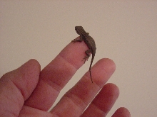 Baby E.Fence Lizard1