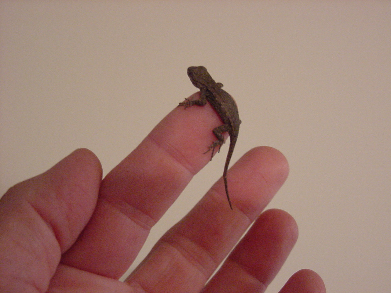 Baby E.Fence Lizard1