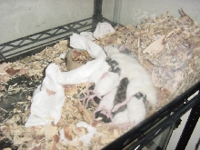 mother rat nursing voles