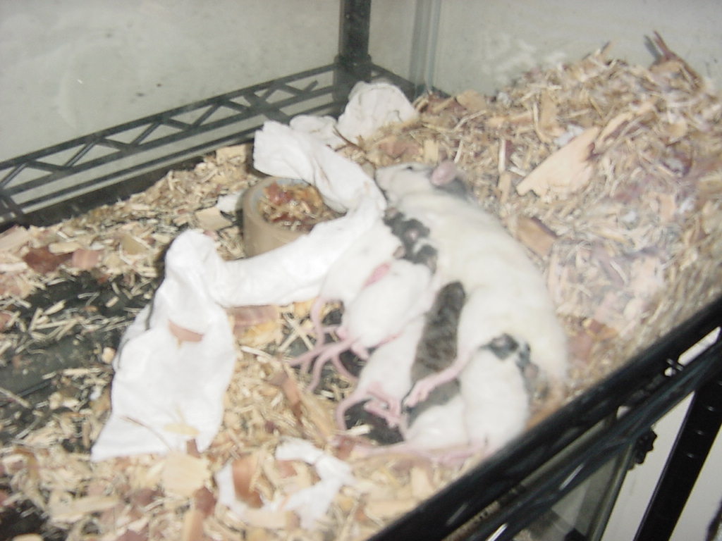 mother rat nursing voles