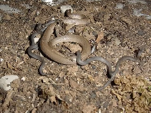 Smooth earth snake with newborn babies