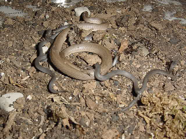 Smooth earth snake with newborn babies
