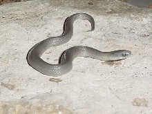 Baby smooth earth snake