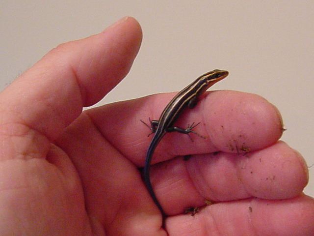 Baby5LineSkink