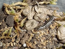 newborn 5 line skink